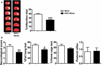 Hypoxia-Inducible Factor 1α and 2α Have Beneficial Effects in Remote Ischemic Preconditioning Against Stroke by Modulating Inflammatory Responses in Aged Rats
